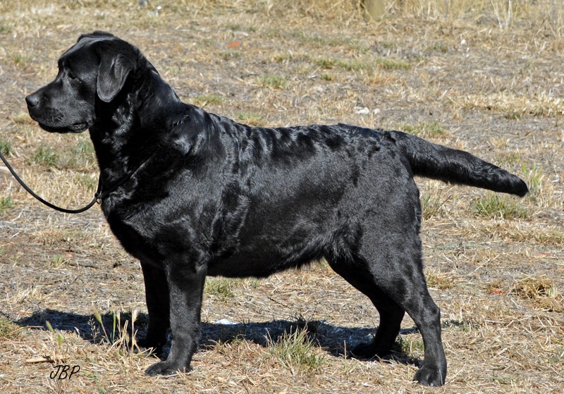 black lab diamond